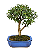 Bonsai de Mini Goiaba (silvestre) 4 anos (26 cm ) - Imagem 7