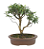 Bonsai de Mini Goiaba (silvestre) 4 anos (26 cm ) - Imagem 3