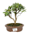 Bonsai de Mini Goiaba (silvestre) 4 anos (26 cm ) - Imagem 1