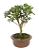 Bonsai de Mini Goiaba (silvestre) 4 anos (26 cm ) - Imagem 2