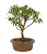 Bonsai de Mini Goiaba (silvestre) 4 anos (26 cm ) - Imagem 4