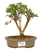 Bonsai de Mini Goiaba (silvestre) 4 anos (26 cm ) - Imagem 9