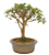 Bonsai de Mini Goiaba (silvestre) 4 anos (26 cm ) - Imagem 10
