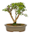 Bonsai de Mini Goiaba (silvestre) 4 anos (26 cm ) - Imagem 11