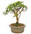 Bonsai de Mini Goiaba (silvestre) 4 anos (26 cm ) - Imagem 12