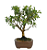 Bonsai de Mini Goiaba (silvestre) 4 anos (26 cm ) - Imagem 14
