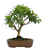 Bonsai de Mini Goiaba (silvestre) 4 anos (26 cm ) - Imagem 15