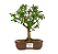 Bonsai de Mini Goiaba (silvestre) 4 anos (26 cm ) - Imagem 17