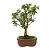 Bonsai de Mini Goiaba (silvestre) 4 anos (26 cm ) - Imagem 18
