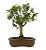 Bonsai de Mini Goiaba (silvestre) 4 anos (26 cm ) - Imagem 19