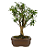 Bonsai de Mini Goiaba (silvestre) 4 anos (26 cm ) - Imagem 20