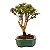 Bonsai de Mini Goiaba (silvestre) 4 anos (26 cm ) - Imagem 8