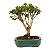 Bonsai de Mini Goiaba (silvestre) 4 anos (26 cm ) - Imagem 7