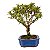 Bonsai de Mini Goiaba (silvestre) 4 anos (26 cm ) - Imagem 4