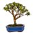 Bonsai de Mini Goiaba (silvestre) 4 anos (26 cm ) - Imagem 3