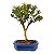 Bonsai de Mini Goiaba (silvestre) 4 anos (26 cm ) - Imagem 11