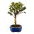 Bonsai de Mini Goiaba (silvestre) 4 anos (26 cm ) - Imagem 10