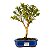 Bonsai de Mini Goiaba (silvestre) 4 anos (26 cm ) - Imagem 9