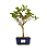 Bonsai (muda) de Amoreira 3 anos (30 cm) Frutificando - Imagem 1
