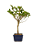 Bonsai (muda) de Amoreira 3 anos (30 cm) Frutificando - Imagem 2
