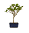 Bonsai (muda) de Amoreira 3 anos (30 cm) Frutificando - Imagem 3