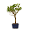 Bonsai (muda) de Amoreira 3 anos (30 cm) Frutificando - Imagem 4