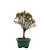 Bonsai de Mini Azaléia - Satsuki - Florescendo 3 anos - Imagem 8