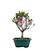 Bonsai de Mini Azaléia - Satsuki - Florescendo 3 anos - Imagem 7