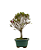 Bonsai de Mini Azaléia - Satsuki - Florescendo 3 anos - Imagem 6
