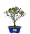 Bonsai de Mini Azaléia - Satsuki - Florescendo 3 anos - Imagem 1