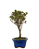 Bonsai de Mini Azaléia - Satsuki - Florescendo 3 anos - Imagem 4