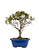 Bonsai de Mini Azaléia - Satsuki - Florescendo 3 anos - Imagem 3
