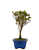 Bonsai de Mini Azaléia - Satsuki - Florescendo 3 anos - Imagem 2