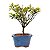 Bonsai de Mini Azaléia - Satsuki - Florescendo 3 anos - Imagem 16