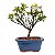 Bonsai de Mini Azaléia - Satsuki - Florescendo 3 anos - Imagem 15