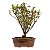 Bonsai de Mini Azaléia - Satsuki - Florescendo 3 anos - Imagem 3