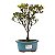 Bonsai de Mini Azaléia - Satsuki - Florescendo 3 anos - Imagem 9