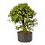 Pré Bonsai de Calliandra Rosa 9 Anos (50 cm) - Imagem 4
