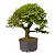 Pré Bonsai de Calliandra Rosa 9 Anos (50 cm) - Imagem 3