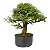 Pré Bonsai de Calliandra Rosa 9 Anos (50 cm) - Imagem 2