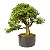 Pré Bonsai de Calliandra Rosa 9 Anos (50 cm) - Imagem 1