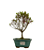 Bonsai de Mini Azaléia - Satsuki - Florescendo 3 anos - Imagem 9