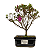 Bonsai de Mini Azaléia - Satsuki - Florescendo 3 anos - Imagem 5