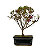 Bonsai de Mini Azaléia - Satsuki - Florescendo 3 anos - Imagem 7