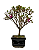 Bonsai de Mini Azaléia - Satsuki - Florescendo 3 anos - Imagem 6