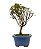 Bonsai de Mini Azaléia - Satsuki - Florescendo 3 anos - Imagem 4