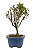 Bonsai de Mini Azaléia - Satsuki - Florescendo 3 anos - Imagem 2