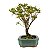 Bonsai de Mini Azaléia - Satsuki - Florescendo 4 anos - Imagem 4