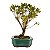 Bonsai de Mini Azaléia - Satsuki - Florescendo 4 anos - Imagem 2