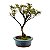 Bonsai de Mini Azaléia - Satsuki - Florescendo 4 anos - Imagem 8